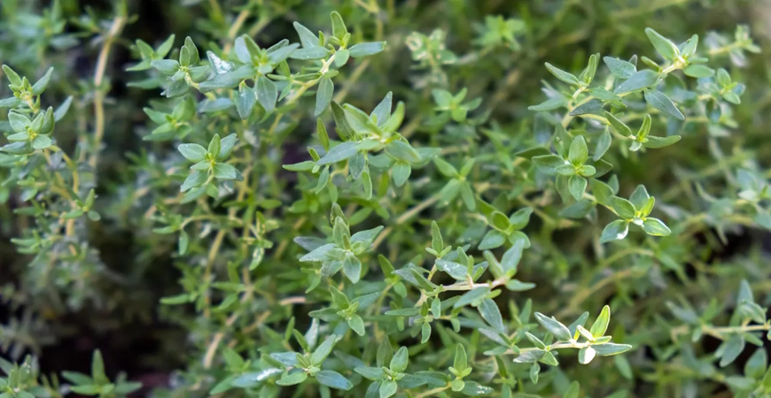 19 مورد از مهم ترین خواص و مضرات آویشن + نکات مصرف و هشدارها